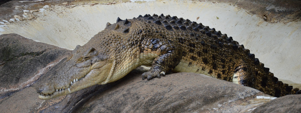 crocodile
